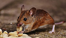 24 Hour & Emergency Exterminators in Paradise Hill, NV